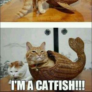 Meet your Posher, Ralph